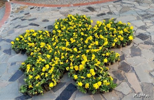 這種花卉,欣賞價值高,一株苗上開出3色花,養上一盆居家添點色
