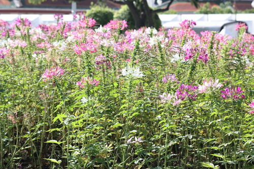 宿根花卉的栽培總的過程