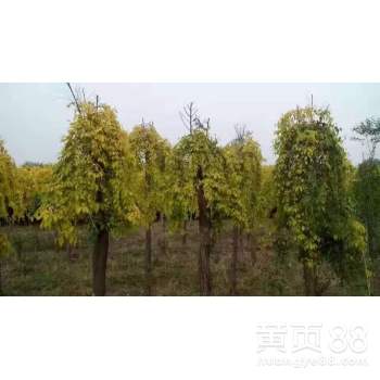 【山東錦程苗木嫁接隊-專業嫁接工人】-