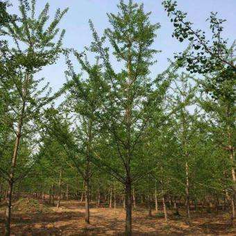 10公分銀杏樹價格 銀杏樹價格 星辰苗木 查看