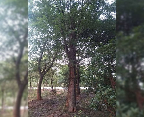 綠化苗木報價 價格優(yōu)惠 張桂楊花木 蕪湖綠化苗木