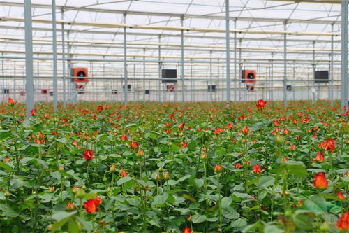 數(shù)說云花 云南省花卉產(chǎn)業(yè)發(fā)展報告出爐