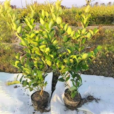 大葉女貞苗 大葉女貞樹苗價格_綠化苗木_農業/畜牧_產品_企騰網工廠