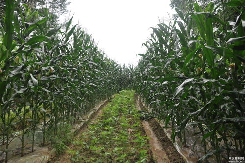 高橋鎮高橋社區集體經濟蓬勃發展,助力村民家門口就業增收