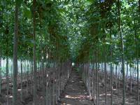 12公分法桐價格、法國梧桐、法桐樹價格[供應]_綠化苗木_世界工廠網中國產品信息庫