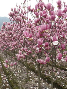 紅玉蘭供應(yīng)商 浙江苗木基地