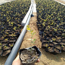 【哪里有藍(lán)莓苗賣(mài),藍(lán)莓苗出售,藍(lán)莓苗種植圖片,藍(lán)莓苗廠家】-