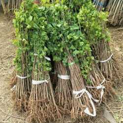 威海綠化苗木多少錢(qián)