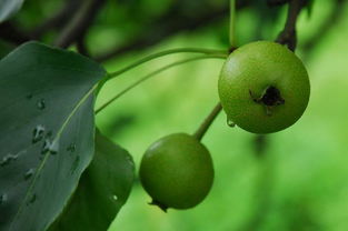 北方山梨 批發(fā)河北山梨 河北光輝苗木供應(yīng)基地