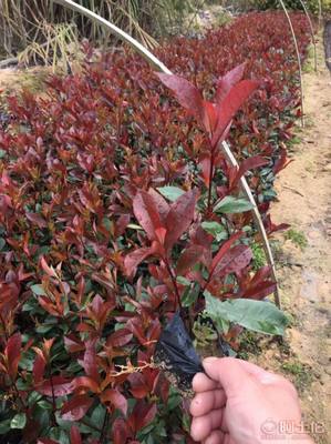 【綠化灌木紅葉石楠袋苗銷售、質(zhì)優(yōu)價(jià)廉】綠化苗木,價(jià)格,廠家,供應(yīng)商,花木,龍海市東泗興輝園藝場(chǎng) - 產(chǎn)品庫(kù)