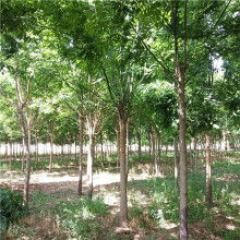 2020綠化苗木價(jià)格 報(bào)價(jià) 綠化苗木批發(fā) 第6頁 園林網(wǎng)