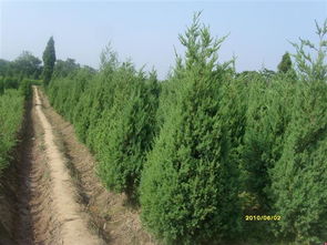 公司介紹 河南省鄢陵縣通綠苗木基地