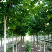 2021綠化苗木價(jià)格 報(bào)價(jià) 綠化苗木批發(fā) 第28頁 園林網(wǎng)