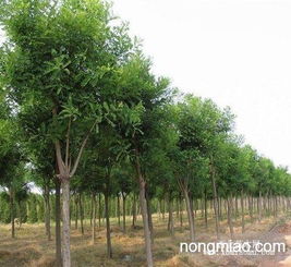 長期供應(yīng)綠化苗木 常葉青