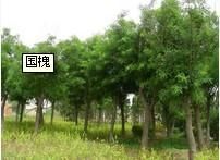供應(yīng)濰坊青州-國槐報價 國槐價格-青州春雨苗木基地_農(nóng)副產(chǎn)品_世界工廠網(wǎng)中國產(chǎn)品信息庫