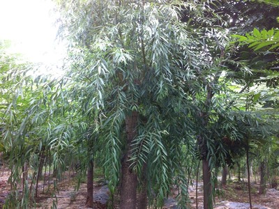 山東萬畝苗木大量出售西湖垂柳-山東萬畝苗木培育基地提供山東萬畝苗木大量出售西湖垂柳的相關介紹、產品、服務、圖片、價格13-14公分紅葉碧桃樹苗、5公分龍柱碧桃價格、3公分菊花碧桃小苗、8公分法桐基地、速生白蠟樹苗、山東國槐樹基地、