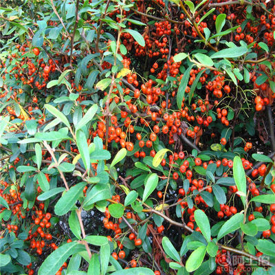 【正宗火棘種子批發(fā)銷售新采火棘柏種子廠家直銷包發(fā)芽】沭陽學(xué)浩苗木場 - 產(chǎn)品庫