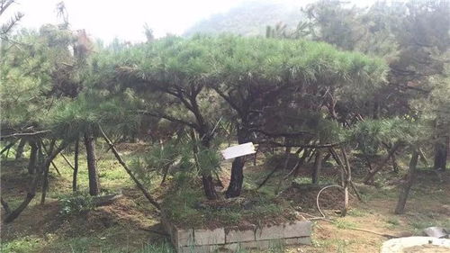 山東徐曉華 苗木未來的發(fā)展還是需要夯實的產品質量基礎