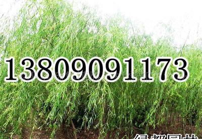 【長期各種規(guī)格垂柳,樹形優(yōu)美,冠幅勻稱(圖)】價格_廠家_圖片