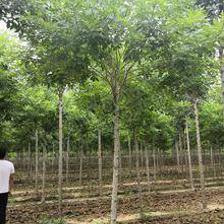 5.0厘米金葉白蠟價格_自然高350.0丨冠幅300.0公分衡水市金葉白蠟價格_故城縣霞光苗木種植專業(yè)合作社-愛淘苗