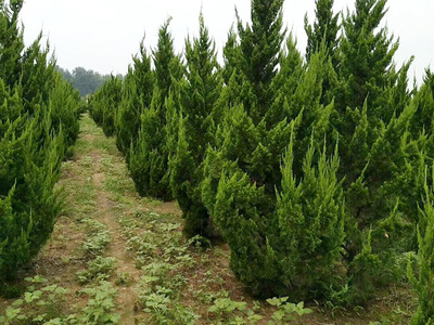 園林綠化平臺_綠化苗木供應(yīng)_綠化苗木求購信息_園林綠化苗木價格_園林信息化