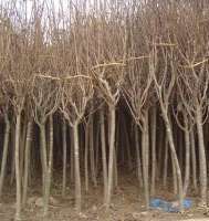 【綠化苗木】 找供應(yīng) 中國農(nóng)產(chǎn)品交易網(wǎng) 中國114農(nóng)業(yè)網(wǎng) 中國農(nóng)業(yè)B2B