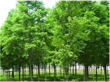 產品展示 南縣鴻亨苗木種植專業合作社