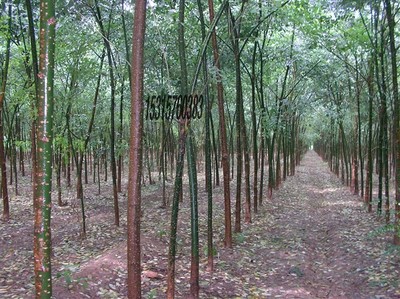 耐寒苗木、北欒、垂柳、旱柳、國槐圖片