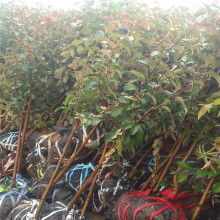 山東陽江大自然地板價(jià)格 山東陽江大自然地板公司 圖片 視頻