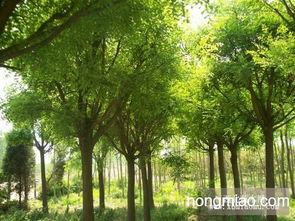 油松 樟子松 國槐 刺槐一級苗木低價供應(yīng)