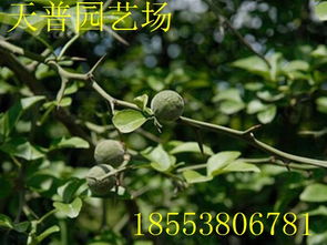 山東枸橘果種植基地 批發(fā)價格價格 廠家 圖片
