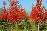 供應(yīng)【美國秋紅楓】【山東美國秋紅楓】【美國秋紅楓價格】歐楓苗木_農(nóng)副產(chǎn)品_世界工廠網(wǎng)中國產(chǎn)品信息庫