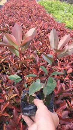 【紅葉石楠袋苗優質批發、量大優惠】綠化苗木,價格,廠家,供應商,花木,龍海市東泗興輝園藝場 - 產品庫