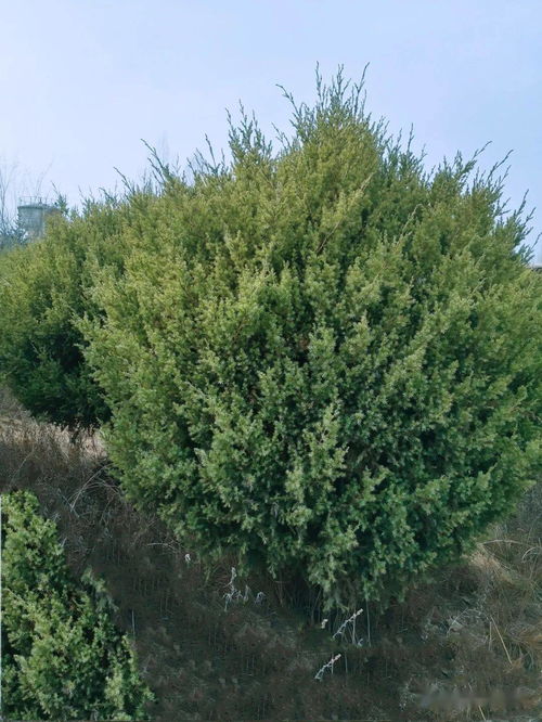 青山綠水踐行者,生態安全的保障者