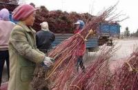 低價(jià)直銷 紅瑞木 丁香 各種規(guī)格 量大從優(yōu)[供應(yīng)]_綠化苗木_世界工廠網(wǎng)中國產(chǎn)品信息庫