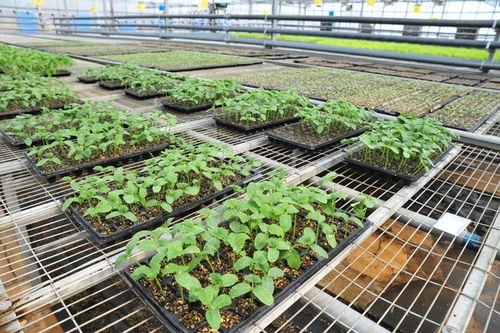 延慶現(xiàn)代化育苗工廠助力保障蔬菜穩(wěn)定供應(yīng)