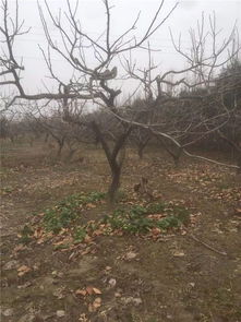 東臺(tái)陳延春 摒棄單打獨(dú)斗,要注重抱團(tuán)發(fā)展