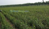 供應(yīng)小草優(yōu)質(zhì)蘋果苗,無病蘋果苗管理,短枝富士蘋果,蘋果苗木,嘎啦蘋果苗,優(yōu)質(zhì)蘋果苗木,首富一號(hào)蘋果苗,萊州小草溝園藝場(chǎng)供30多種優(yōu)質(zhì)蘋果苗_紡織、皮革_世界工廠網(wǎng)中國產(chǎn)品信息庫
