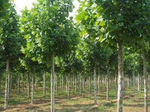 米徑6-15公分法桐苗木河南洛陽批發(fā)價(jià)格 _農(nóng)副產(chǎn)品_世界工廠網(wǎng)