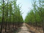 供應山東銀杏苗木,優(yōu)質銀杏苗木,銀杏樹_紡織、皮革_世界工廠網(wǎng)中國產(chǎn)品信息庫