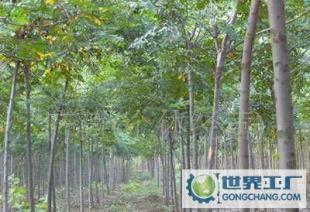 白臘樹(shù)苗,白臘,白臘苗木_農(nóng)副產(chǎn)品_世界工廠網(wǎng)中國(guó)產(chǎn)品信息庫(kù)