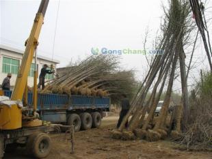 供應(yīng)山東25公分優(yōu)質(zhì)銀杏苗木,承包小區(qū)綠化工程,各種綠化苗木,山東夢(mèng)強(qiáng)銀杏基地_安全防護(hù)_世界工廠網(wǎng)中國(guó)產(chǎn)品信息庫(kù)