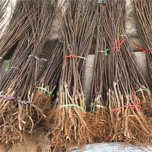 【短枝紅富士蘋(píng)果苗哪里批發(fā)、短枝紅富士蘋(píng)果苗價(jià)格】- 