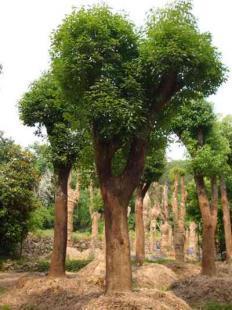 福建大小規(guī)格優(yōu)質(zhì)地栽、移栽香樟樹(shù)苗木銷(xiāo)售 13695986111 王先生_農(nóng)副產(chǎn)品_世界工廠網(wǎng)中國(guó)產(chǎn)品信息庫(kù)