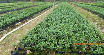 羅漢松產(chǎn)地,大羅漢松,羅漢松價(jià)格表,綠盛苗木很專(zhuān)業(yè),羅漢松產(chǎn)地,大羅漢松,羅漢松價(jià)格表,綠盛苗木很專(zhuān)業(yè)生產(chǎn)廠(chǎng)家,羅漢松產(chǎn)地,大羅漢松,羅漢松價(jià)格表,綠盛苗木很專(zhuān)業(yè)價(jià)格