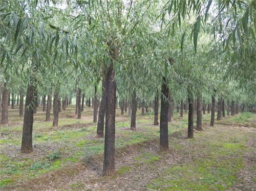 涉縣11公分旱柳樹(shù)苗13公分旱柳價(jià)格是多少 在線(xiàn)咨詢(xún)