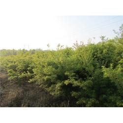 綠化花卉苗木 億農(nóng)苗木花卉 綠化花卉苗木