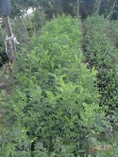 廠家直供七里香苗木盆栽花卉：九里香木香花苗，優質園林綠化工程苗木