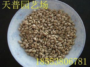 山東枸橘苗1-3年量大批發價格、廠家信息與林業種植指南