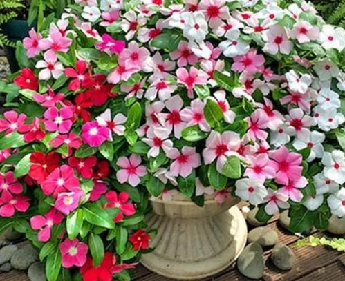 花期超長的4種花卉，一開花就是大半年，還好養